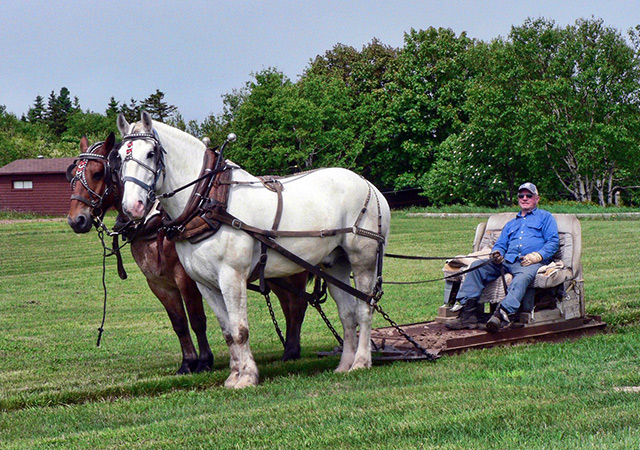 horse pulling a weighted sled
