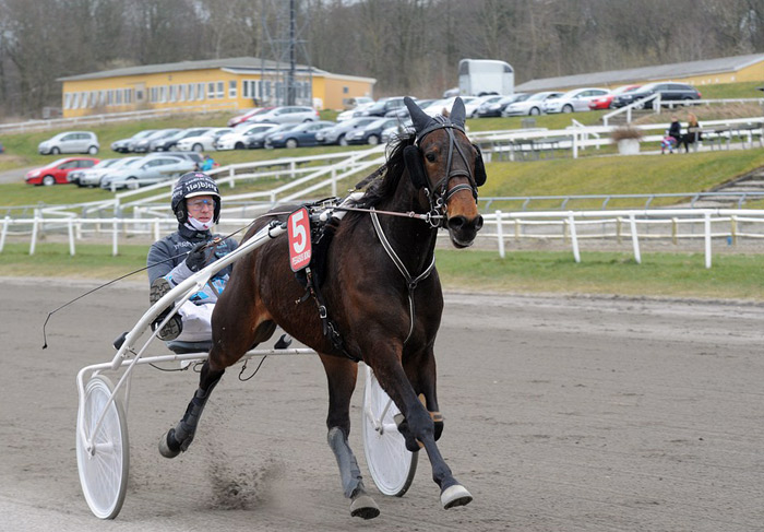 harness racing