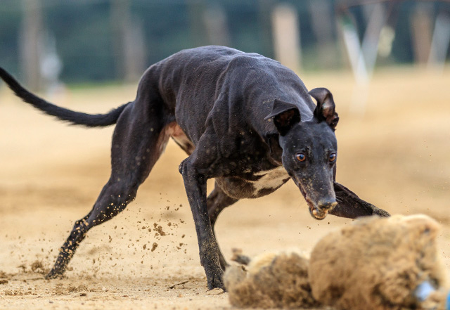Hare coursing