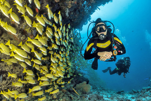 scuba diving with yellow fish
