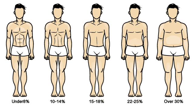 Body fat estimation using images of men showing 5% to 35% body fat